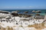 028. Boulders Beach pinguins.jpg
